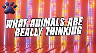 Totally Funny Animals S02E03 WEB H264-RBB
